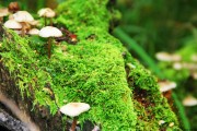 世界保龄球社区导师赛开赛：基层人才涌现黑马，保龄球选手世界排名