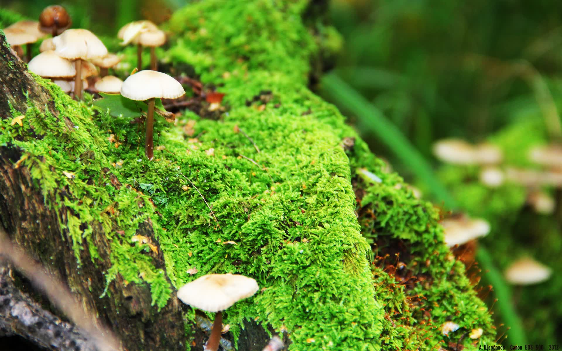 世界保龄球社区导师赛开赛：基层人才涌现黑马，保龄球选手世界排名